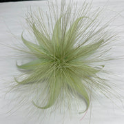 Spike Feather Flower