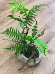 Fern and Moss Plant
