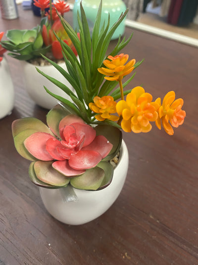 Small colorful Succulents